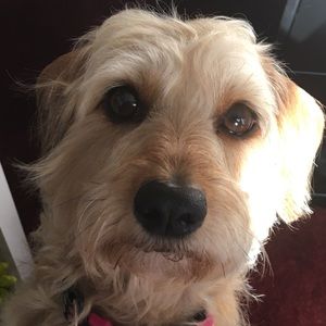 Meet your Posher, Carol